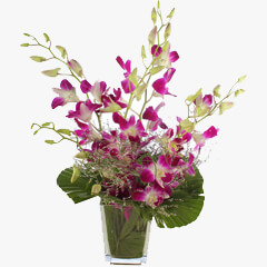 Orchid In Vase
