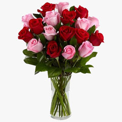 Red And Pink Roses