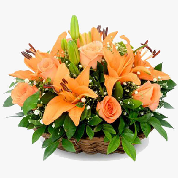 Orange Beauty Orange Beauty