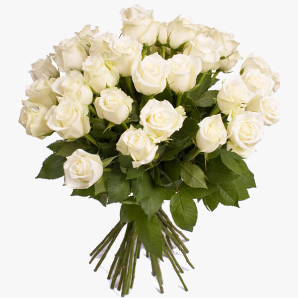 Divine White Divine White