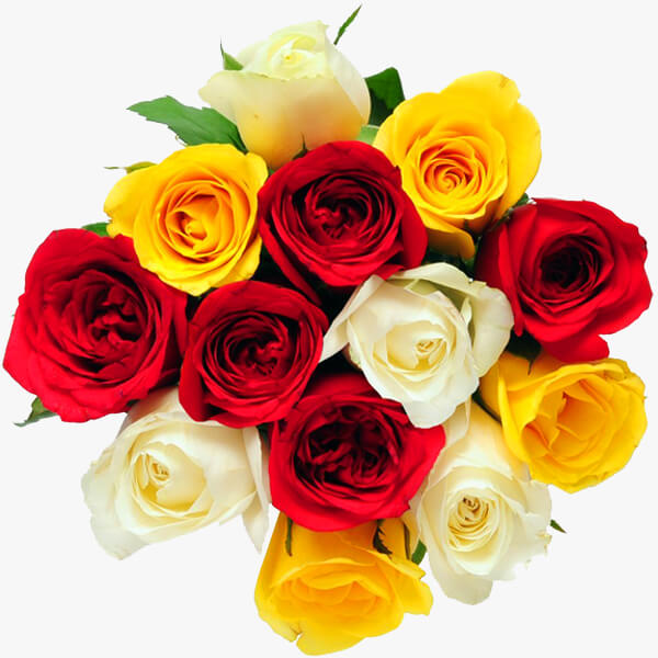 Colorful Blooms Colorful Blooms