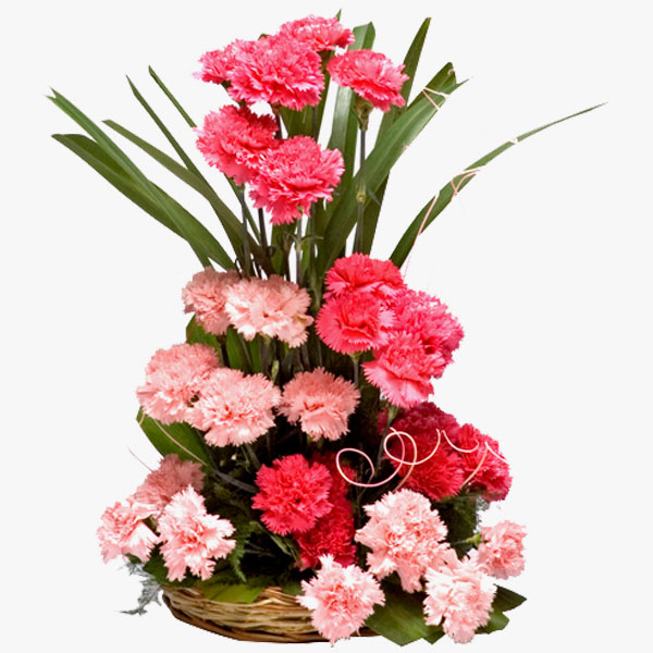 Charming Carnations Charming Carnations